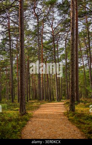 A footpath leads through a pine forest near the Arvo Pärt Centre in Laulasmaa, Estonia, 26 September 2025. Stock Photo