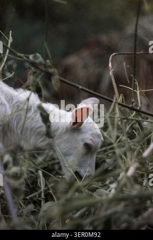 A white goat is seen grazing on grass in a farm field. It focuses on eating while surrounded by green plants and dry leaves. The setting shows natural Stock Photo