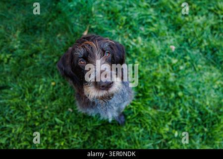 A German Wirehaired Pointer sits on green grass looking up with curiosity. The dog has a distinct coat and is in a backyard during a sunny day. Stock Photo