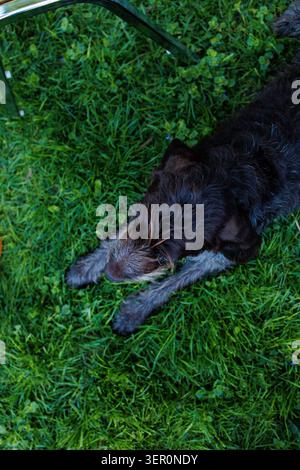 A German Wirehaired Pointer lays on green grass in a backyard. The dog is calm and relaxed. The sun shines overhead, making the scene bright and warm. Stock Photo