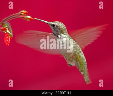 Anna's Hummingbird Nectaring against a Magenta backdrop Stock Photo