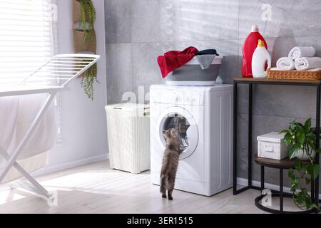 Cute cat near clean towels in laundry basket and washing machine in bathroom Stock Photo