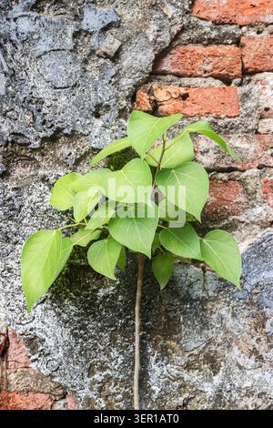 Small fresh green plant growing out of a weathered ancient wall texture background. Straightforward real world object concept for editorial media. Stock Photo