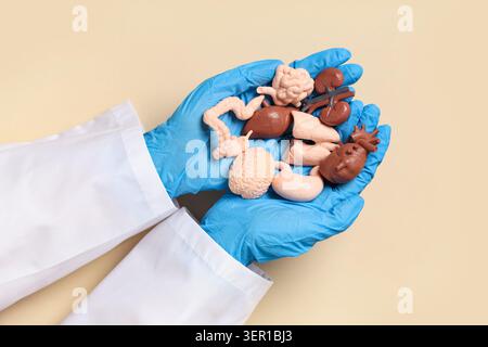 Female doctors hands with human internal organ models on beige background Stock Photo