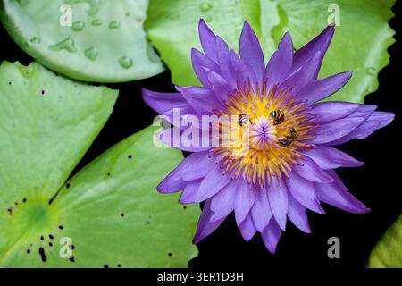 Flat lay photographic asset of a purple water lily blooming with honey bees on yellow center over dark pond background with wet lotus pads. Stock Photo