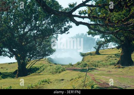 A scenic dirt path leads through a lush green meadow framed by majestic, ancient laurel trees in the mystical Fanal forest of Madeira. In the backgrou Stock Photo
