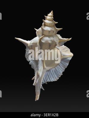Alabaster murex (Siratus alabaster) shell. This predatory sea snail is found in waters around Japan, Taiwan and the Philippines. Specimen collected at 100 meters off Panglao Island, Bohol, Philippines. Stock Photo