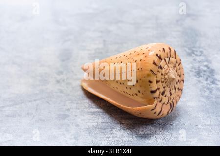 Betuline cone (Conus betulinus) shell. This predatory sea snail is venomous. Specimen collected off Ranong, Thailand. Stock Photo