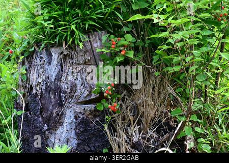 Hirsute raspberry (Rubus hirsutus) berries. Rosaceae deciduous shrub. Berries are aggregate fruits that ripen red in early summer and are edible. Stock Photo