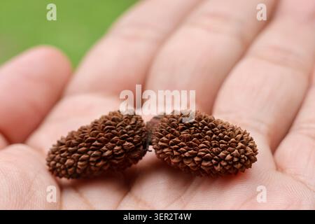 Two brown pine cones, small and textured, rest gently on person palm, displaying natural detail and organic pattern against blurred green background Stock Photo