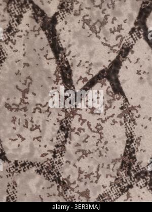 Close-up view of an aged plaster or painted wall showing irregular dark fissures and granular brown staining across a pale, weathered surface. The com Stock Photo