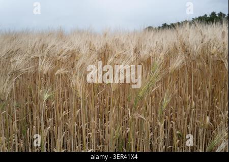 A field of wheat moves gently in the wind. The golden stalks stand tall under a cloudy sky. It is late afternoon in the summer. Nearby trees form a bo Stock Photo