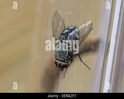 Close-up of a fly with detailed textures and wings on a reflective glass surface with a gray and beige color palette. Blue blowfly on the glass wall, Stock Photo