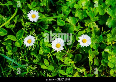 Daisies lying on the grass. Stock Photo