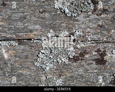 Hypogymnia physodes (monk's-hood lichen) growing on old wooden surface Stock Photo