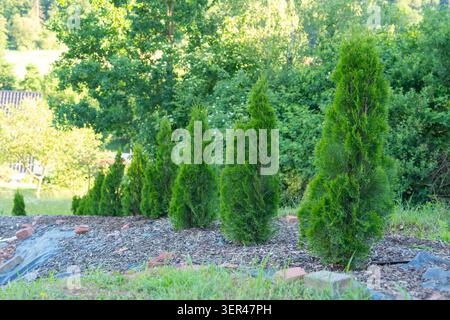 A neat row of recently planted young evergreen Thuja occidentalis trees forming a privacy hedge in a newly landscaped garden. Landscaping design Stock Photo