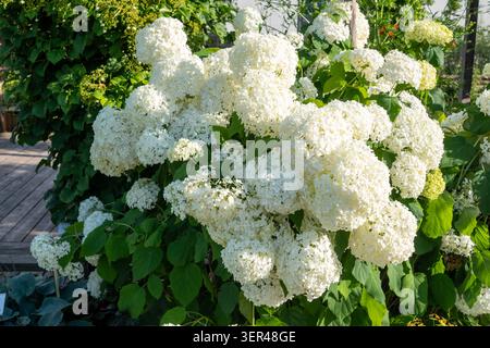 Plant of Hydrangea arborescens 'Annabelle' (Hydrangea arborescens 'Annabelle'), characterised by huge globose inflorescences of pure white colour Stock Photo