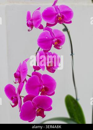 Vibrant pink Phalaenopsis orchid with full flower spike in bloom against white wall, Jardim Botânico, Rio de Janeiro, Brazil Stock Photo