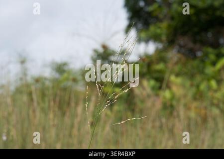 Tall grass sways gently in natural outdoor setting. Fine, wispy blades rise above blurred green background. Soft focus highlights delicate plant struc Stock Photo