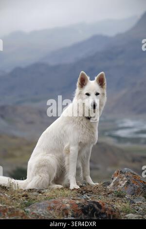 White Swiss Shepherd Dog or Berger Blanc Suisse sits on rocks at the top of a mountain. In the background are ridges of the South Chuya Range and the Stock Photo
