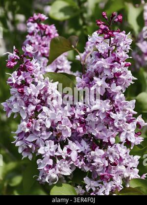 Branch of mauve lilac flowers on green bokeh background. Natural floral background Stock Photo