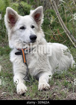 White Swiss Shepherd dog is lying and relaxing on the ground on grass in the forest Stock Photo