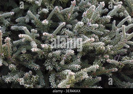 Photo of green fir branches after morning frost. Needles are covered with frost Stock Photo