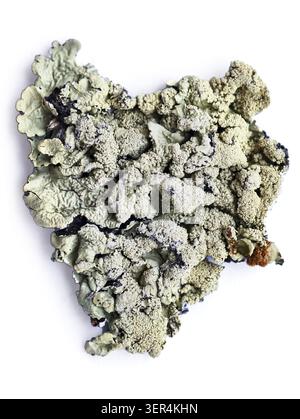 Foliose lichen Flavoparmelia caperata or common greenshield lichen. Grows on the bark of trees Stock Photo