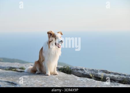 Border Collie sits on rocks overlooking open sea and mountain scenery. Scenic location creates calm travel atmosphere. Stock Photo