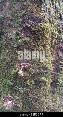 Thick green moss on rough tree bark in vertical orientation. Perfect for nature blog, environmental themes, or forestry related designs. Stock Photo