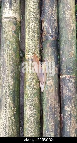 Vertical image of bamboo stalks and dry leaves create an organic background. Perfect for nature themed designs, spa branding, or ecofriendly concepts. Stock Photo