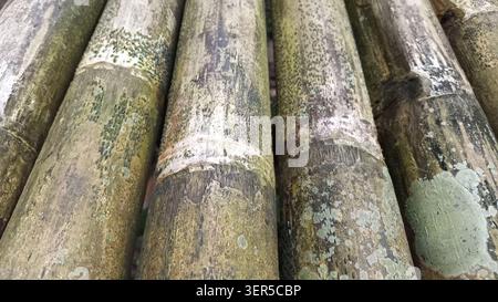 Vertical bamboo stalks with weathered surfaces, textured patterns in natural wood hues, sturdy beige and green stalks suitable for nature designs. Stock Photo