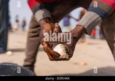 close up of hands of african man working on traditional seafood at the beach in senegal, concept of african nutrition and economy and occupation Stock Photo