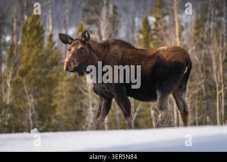View of a large moose standing on a snow-covered ground with a dense pine forest in the background along the Icefields Parkway in Jasper, Alberta, Can Stock Photo