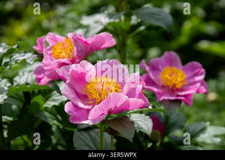 Pink peonies (Paeonia ‘Pink Chalice’) blooming in a sunlit garden, showcasing delicate pastel petals, golden-yellow stamens, and lush green foliage. Stock Photo