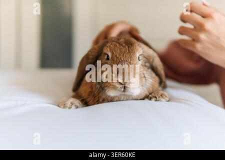 Brown lop eared rabbit lying on white bedding, receiving affection from a human hand Stock Photo