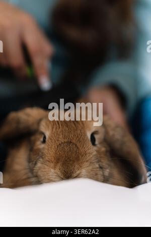 Lop eared rabbit grooming session with human hands brushing its fur Stock Photo