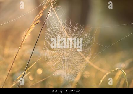 Spider web on a meadow during sunrise Stock Photo