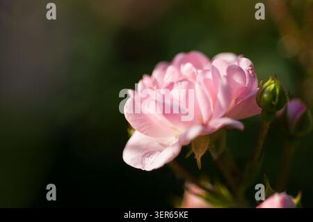 A beautifully captured pink rose surrounded by vibrant green buds in natural sunlight Stock Photo