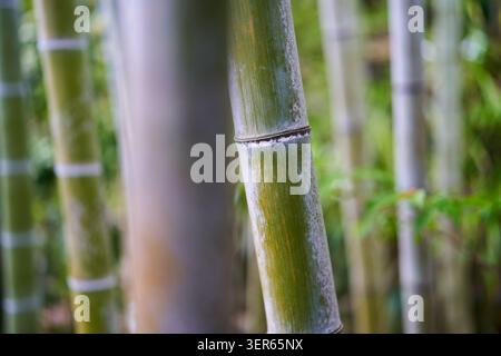 Close up of bamboo stalks showing their jointed texture in a dense grove Stock Photo