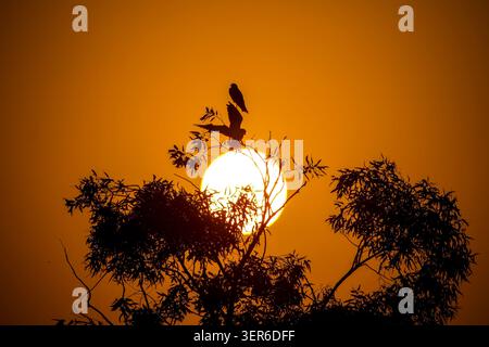 View of silhouetted birds perched on tree branches against a large glowing sun during sunset at Rawal Lake in Islamabad, Islamabad Capital Ter, Pakist Stock Photo