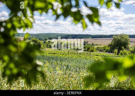 Green fields stretch across gentle hills beneath scattered clouds viewed through framing leaves. A peaceful rural panorama shows patterned crops dista Stock Photo