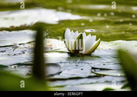 Single white water lily nestled between pads on a reflective pond. Soft light shapes the petals and the scene feels still. A peaceful study of texture Stock Photo