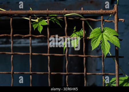 Bright green vine leaves thread through a rusty wire grid on an old fence in late light creating striking contrast between fresh growth and weathered Stock Photo