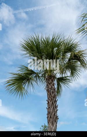 Vertical photo of a tall palm tree with a slender textured trunk and a crown of fan-like fronds set against a bright blue sky with scattered clouds Stock Photo