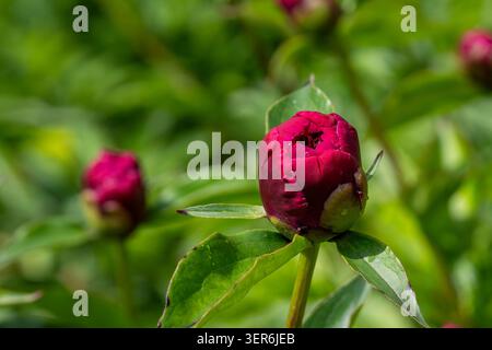 Deep burgundy peony buds (Paeonia lactiflora ‘Barrington Belle’) preparing to bloom in a sunlit garden, surrounded by lush green foliage. Stock Photo