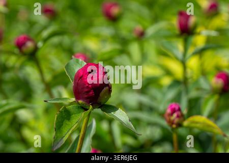 Deep burgundy peony buds (Paeonia lactiflora ‘Barrington Belle’) preparing to bloom in a sunlit garden, surrounded by lush green foliage. Stock Photo