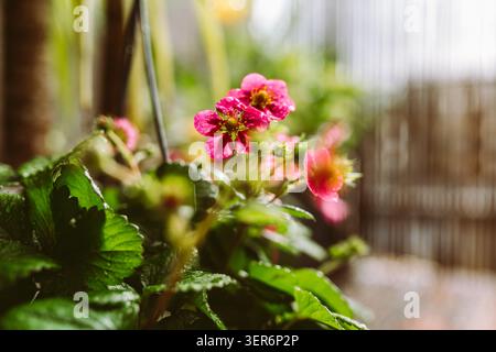 Strawberry blossom after rain shower Stock Photo
