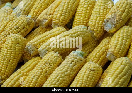 Yellow corn cobs are arranged closely together in a market setting, highlighting their fresh appearance and natural texture for food-related content Stock Photo