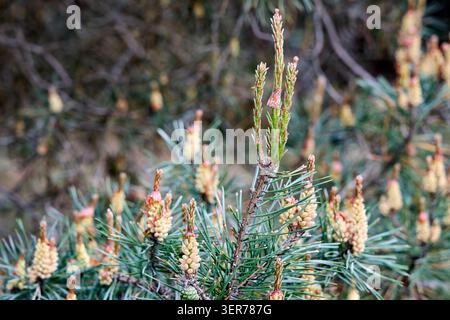 Close-up shot of vibrant yellow male pollen cones blooming on Scots pine branches with fresh green needles during spring season in natural forest envi Stock Photo